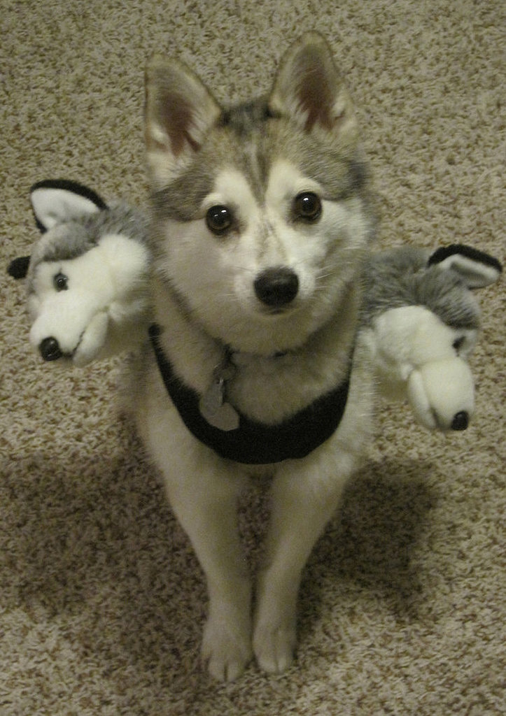 halloween costumes cerberus